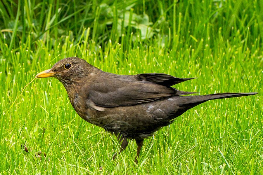 Amsel