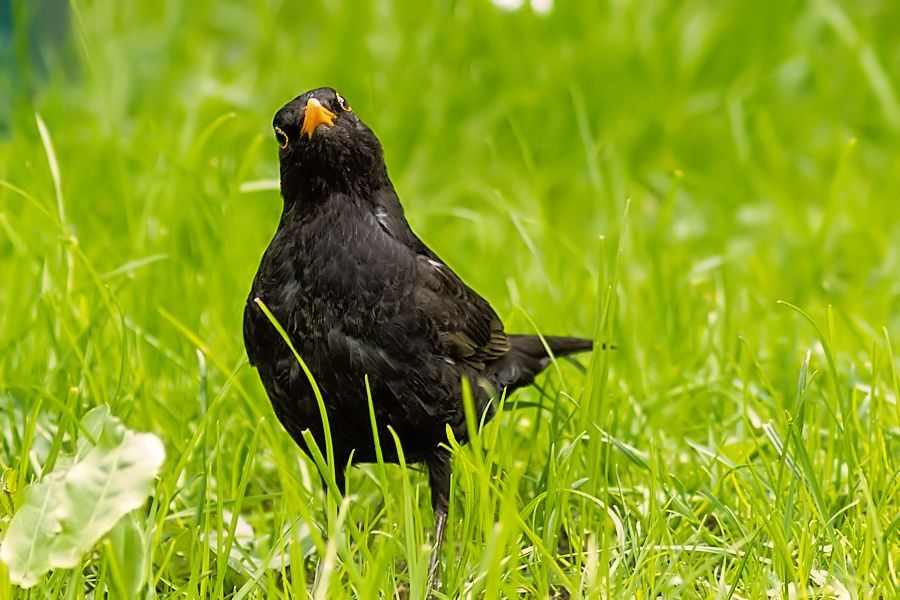 Amsel