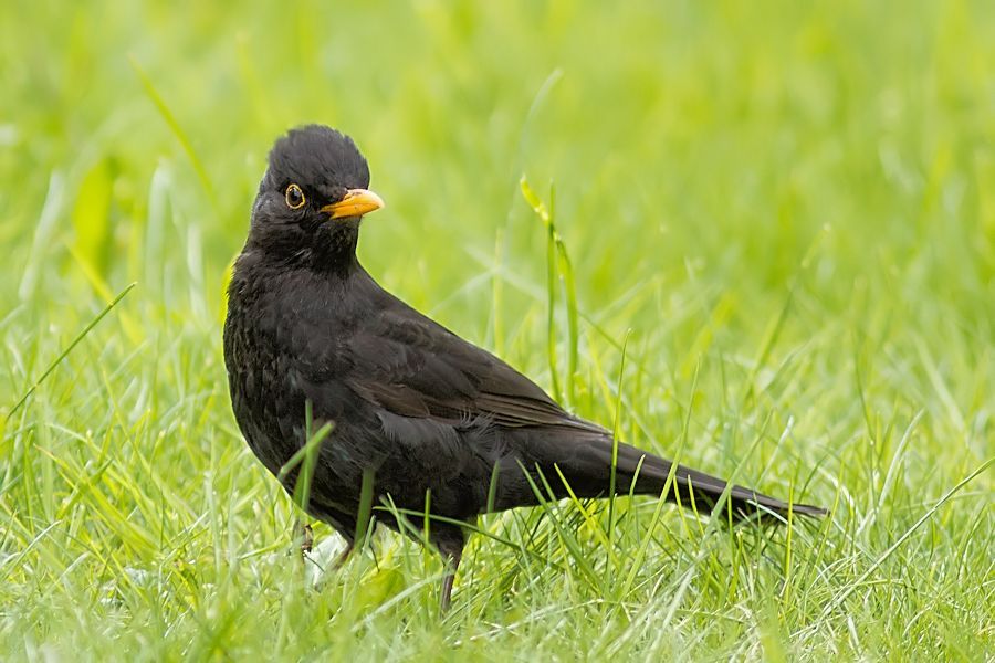 Amsel