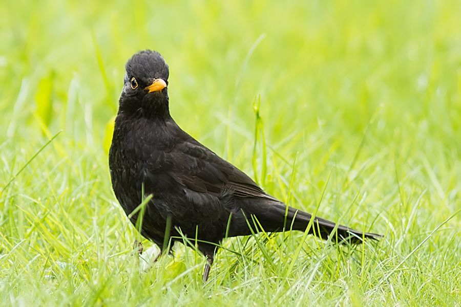 Amsel