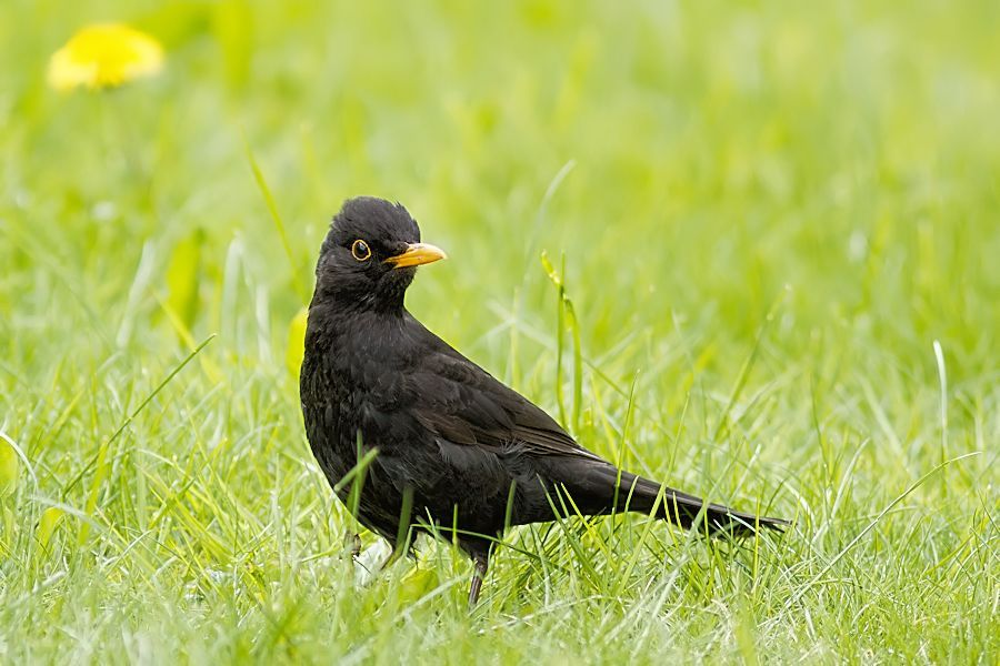Amsel