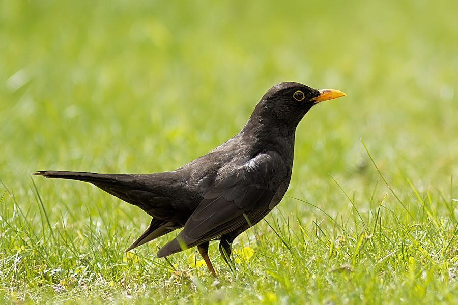 Amsel