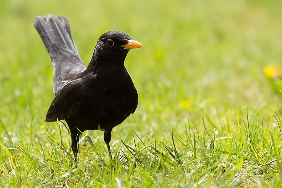 Amsel