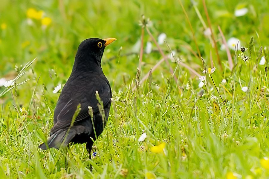 Amsel