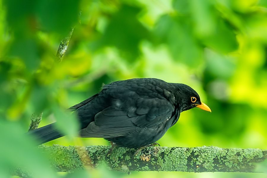 Amsel