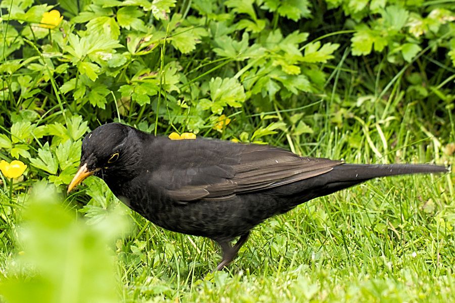 Amsel