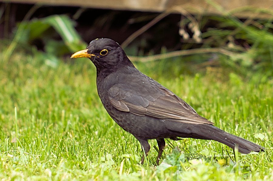 Amsel