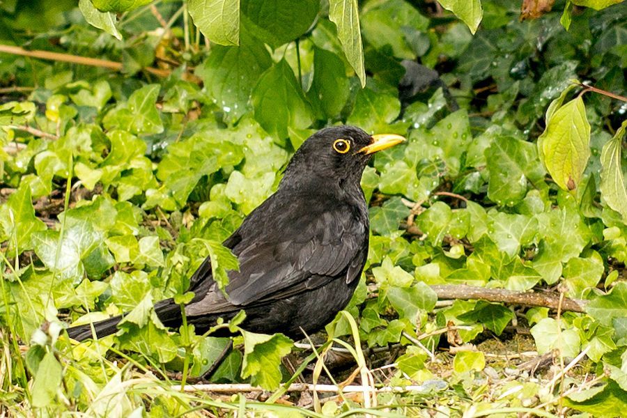 Amsel