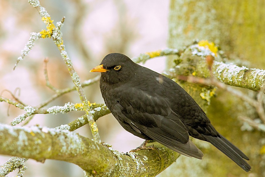 Amsel