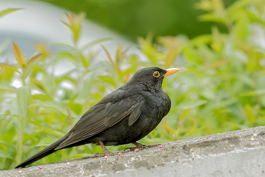 Amsel