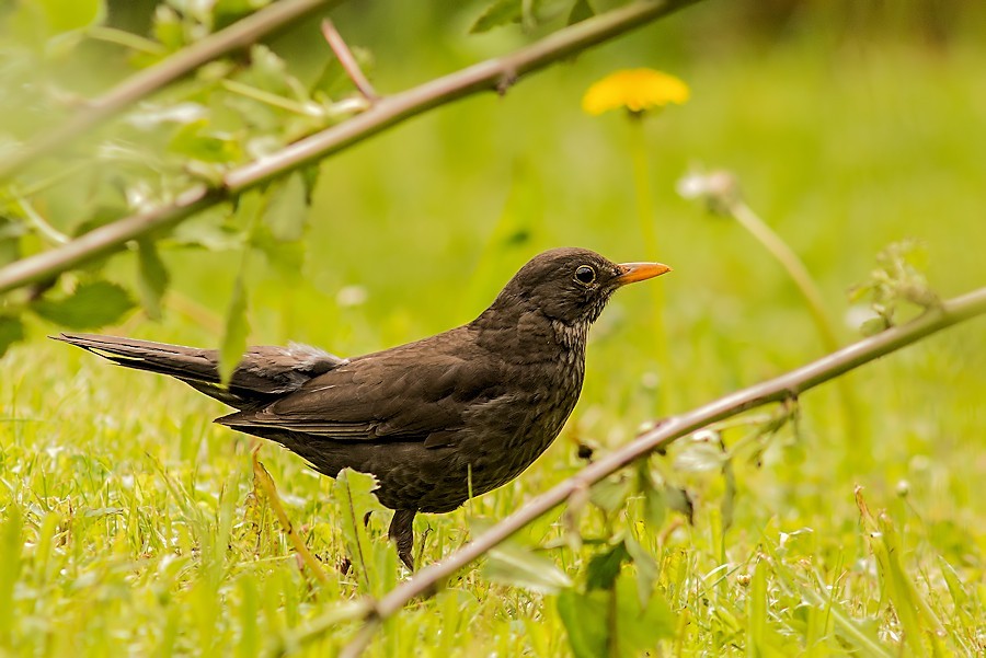 Amsel