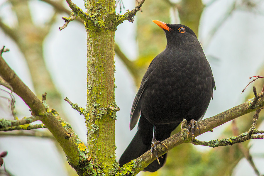 Amsel