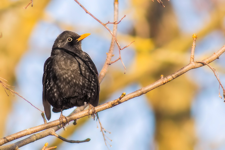 Amsel