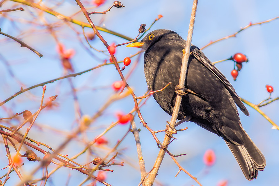 Amsel