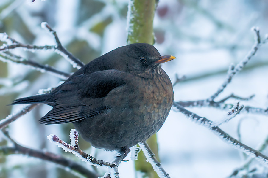 Amsel