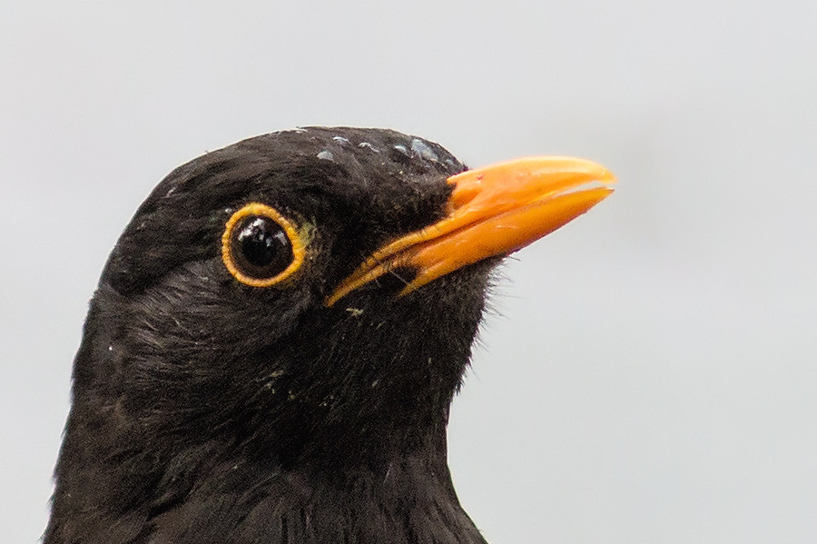 Amsel