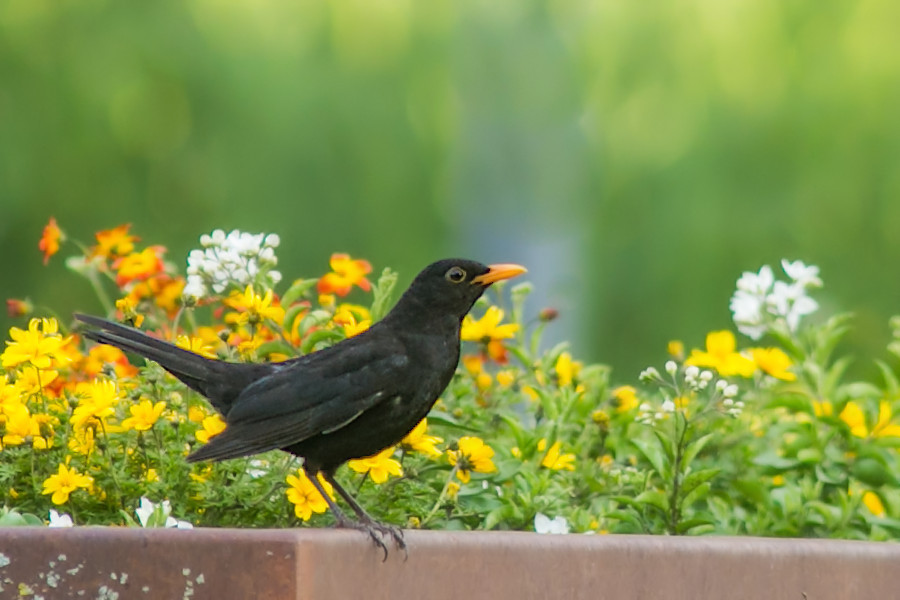 Amsel