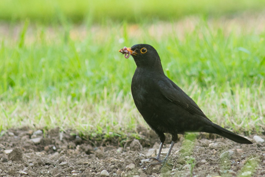 Amsel