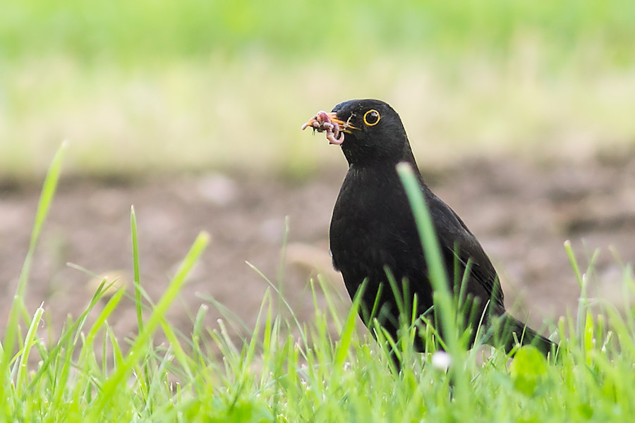 Amsel