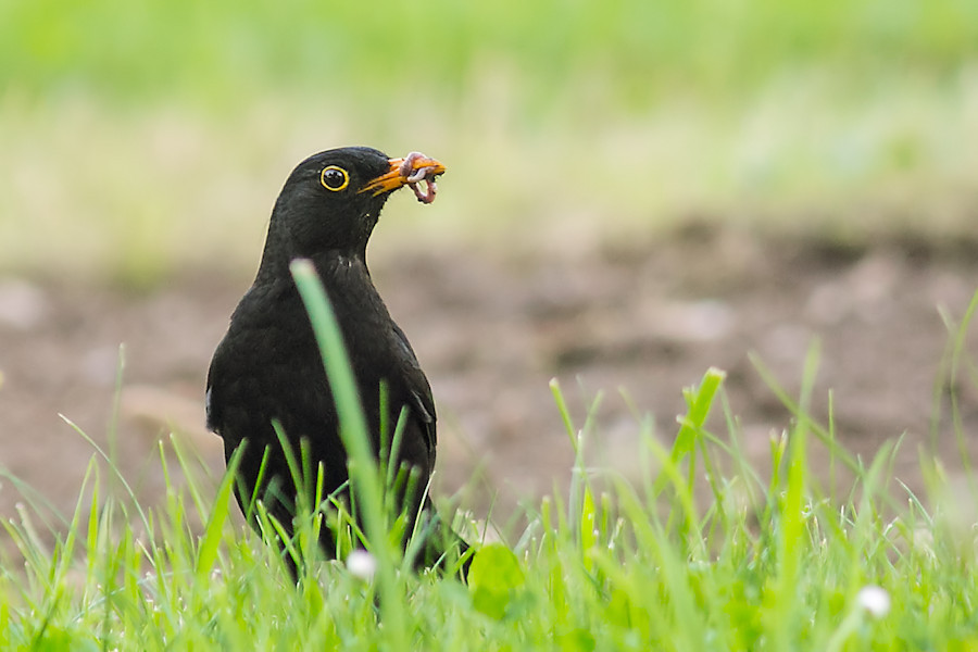 Amsel
