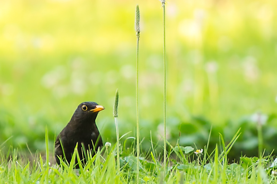 Amsel