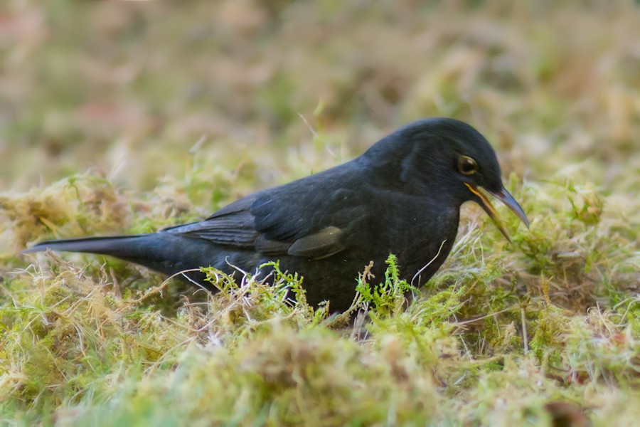 Amsel
