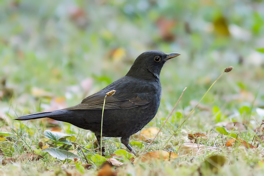 Amsel