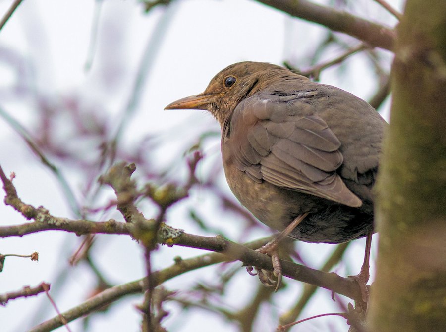 Amsel