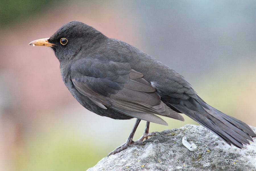 Amsel