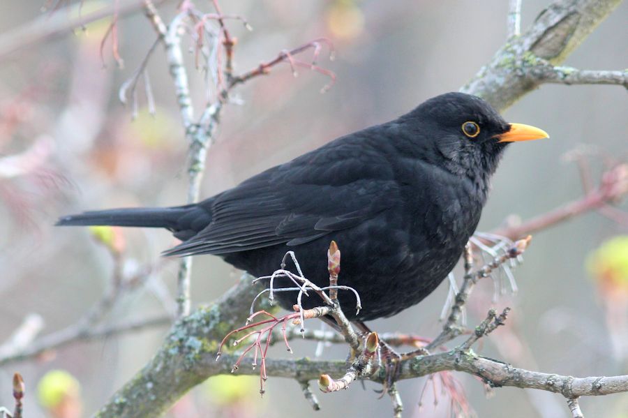 Amsel
