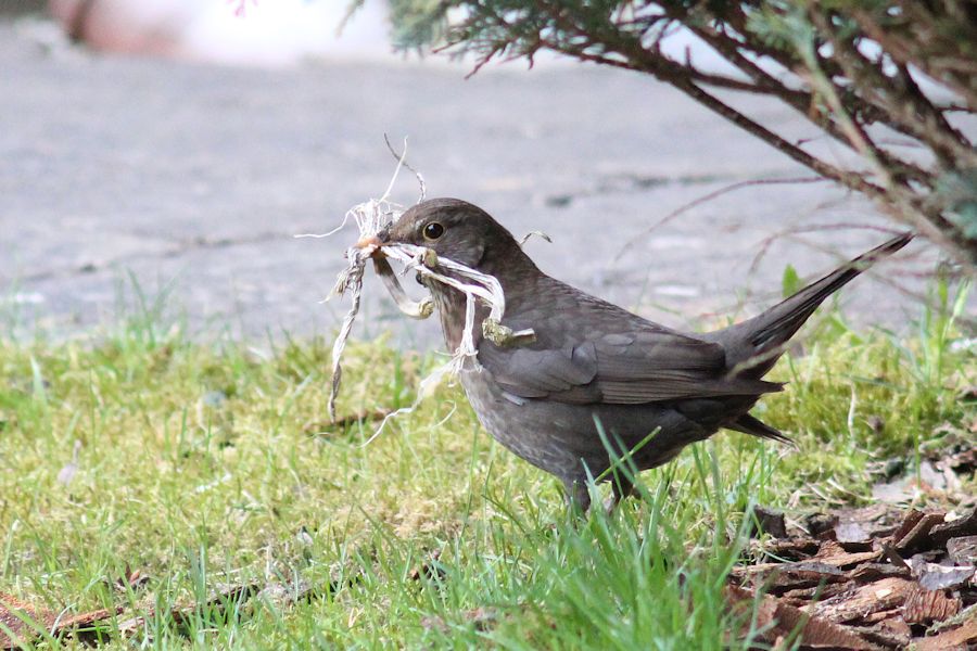 Amsel