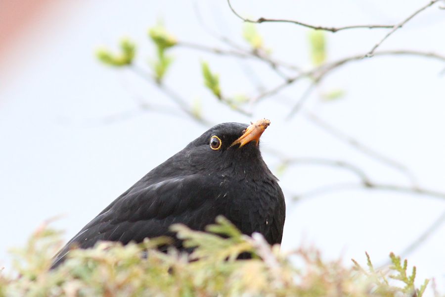 Amsel