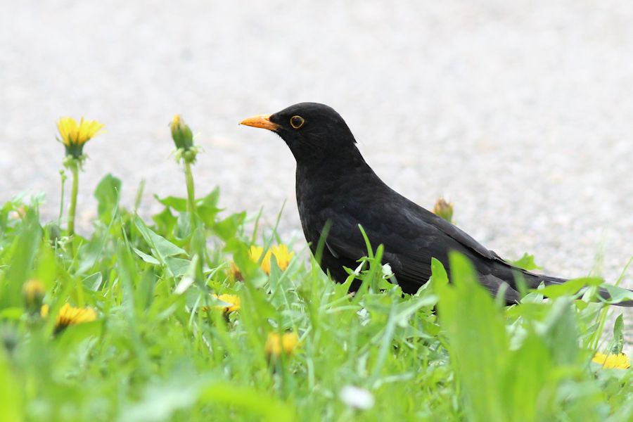 Amsel