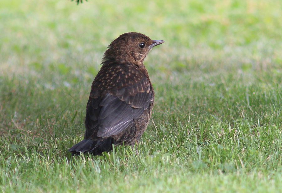 Amsel
