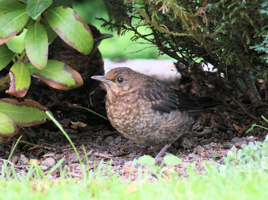 Amsel