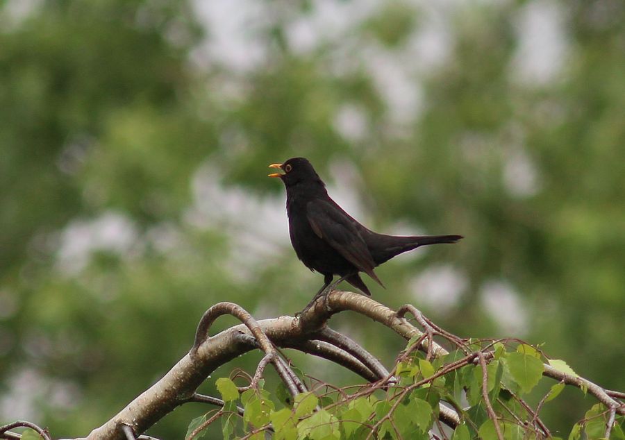 Amsel