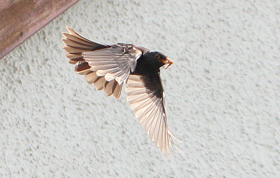 Amsel