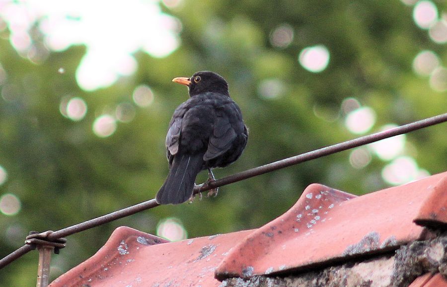 Amsel