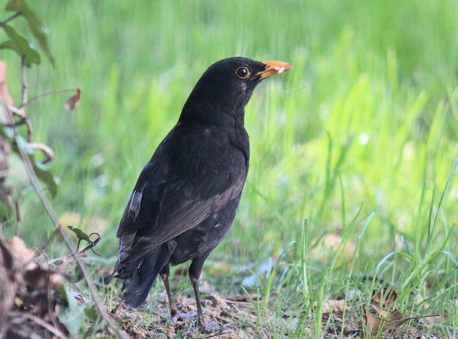 Amsel