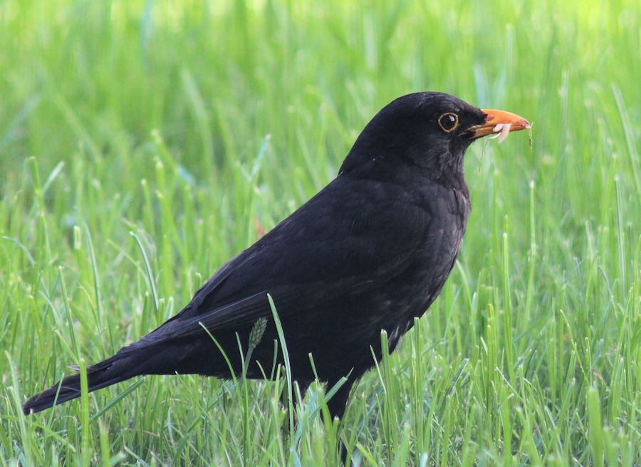 Amsel