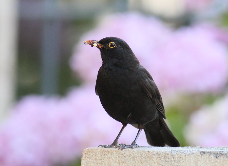 Amsel