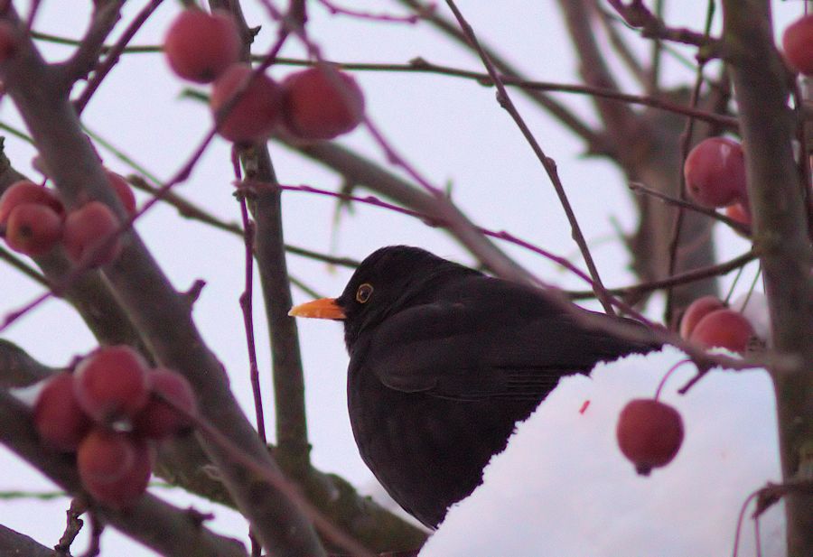 Amsel