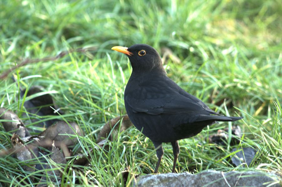 Amsel