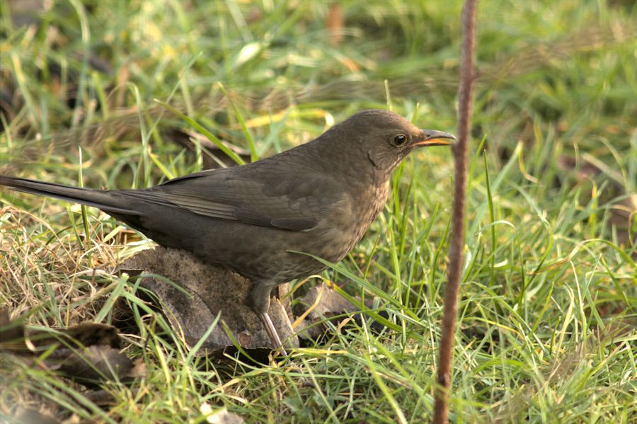 Amsel