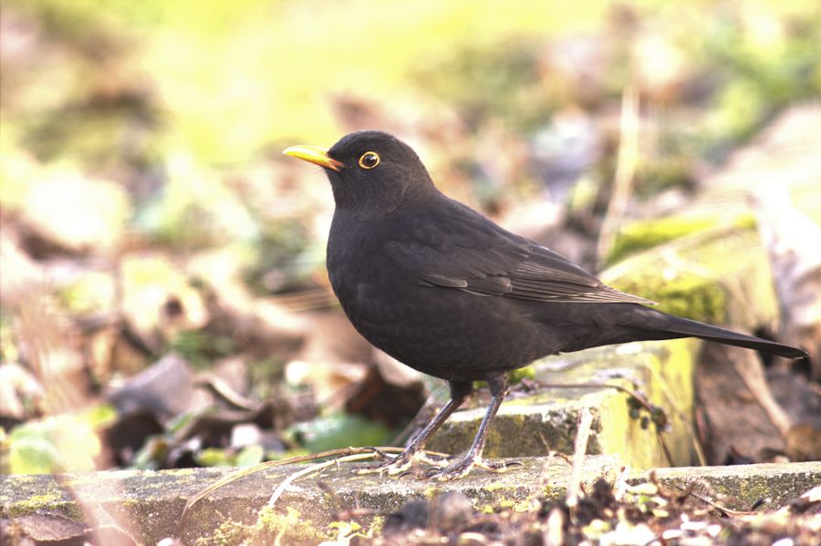 Amsel
