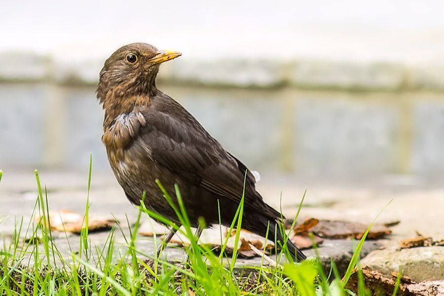 Amsel Weibchen