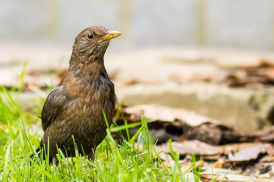 Amsel Weibchen