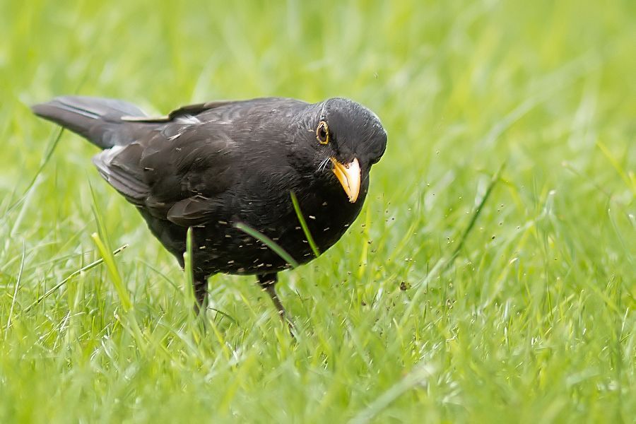 Amsel bei der Futtersuche