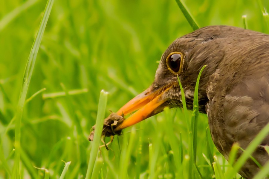 Amsel beim essen