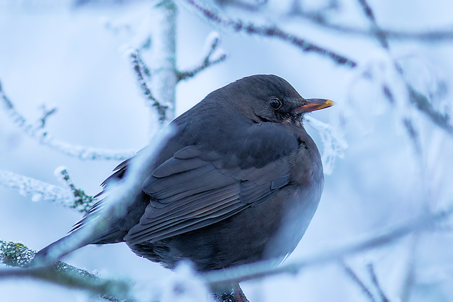 Amsel im Winter